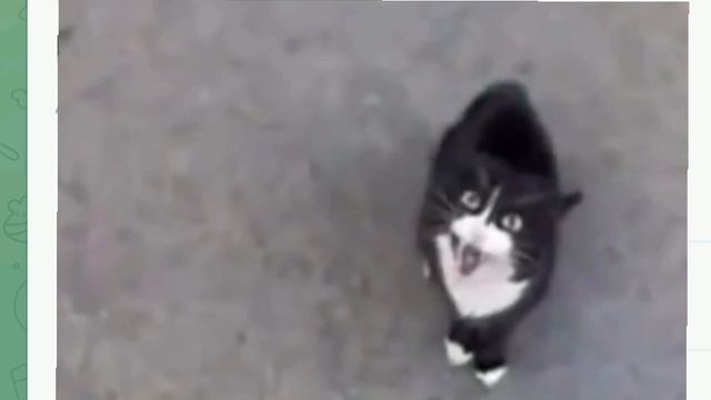 опросный лео (какой лучший кот) смотреть онлайн