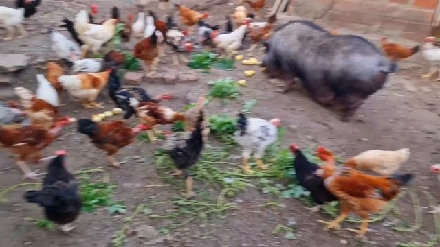 старая королева) смотреть онлайн