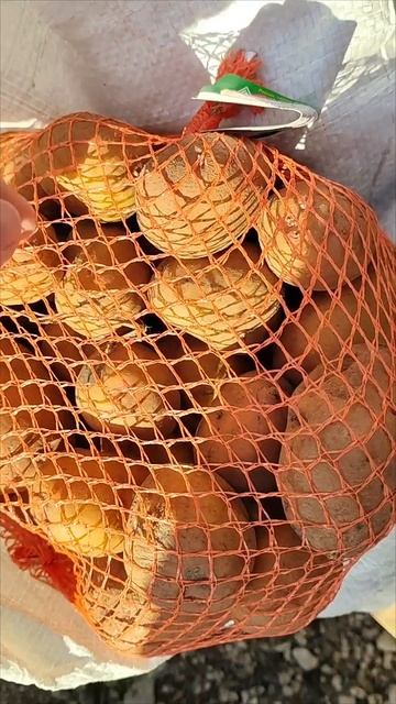 Приход семенного картофеля (элита) и лука на 7 Северную, 180