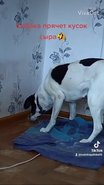 Собака прячет кусок сыра😄#shorts смотреть онлайн