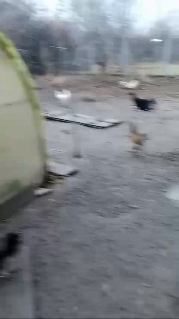 куры смотреть онлайн