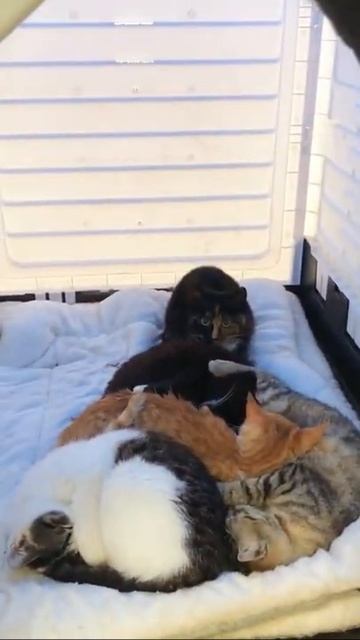 Cute Funny Cat | Try Not to Laugh😃 | Campy Pets смотреть онлайн