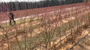 Второй день голубичной конференции в Польше .