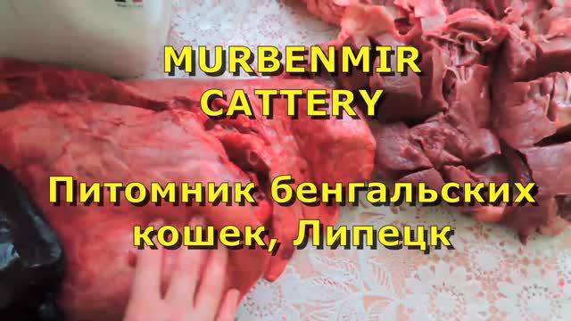 Как кормить бенгальскую кошку смотреть онлайн