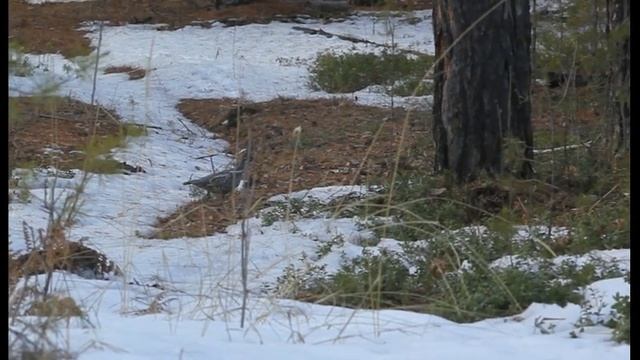 Рябчики весной смотреть онлайн