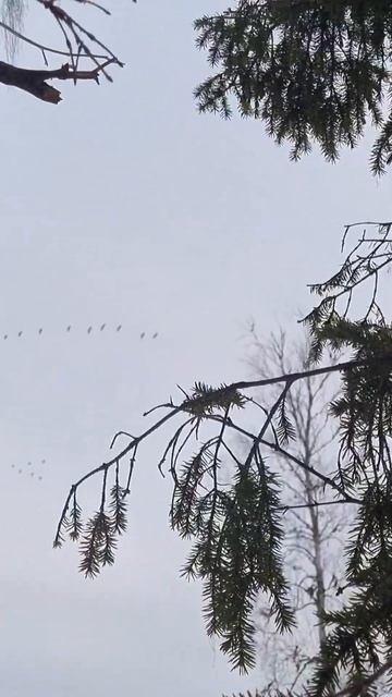 Охота на гуся с лабаза #hunting #охотанагуся #рыбалка #охотник #fishing #природа смотреть онлайн