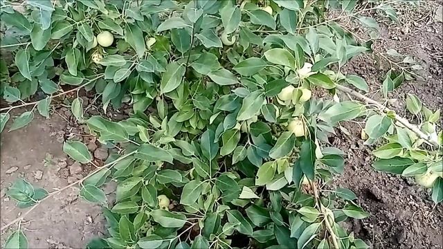 Сажайте фруктовые деревья