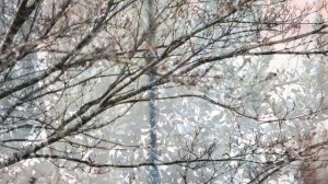 Nikon 55-300 mm VIDEO & FOTO [TEST]