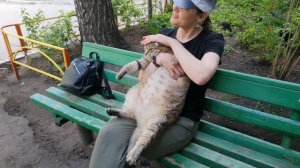 Толстый кот Степа и его новые друзья