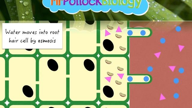 Transport in Plants: Soil to Xylem смотреть онлайн