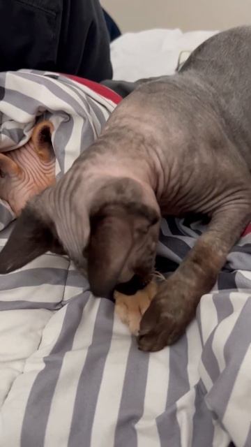 #shorts Sphinx cats: Leia&Pepper 🤗 смотреть онлайн