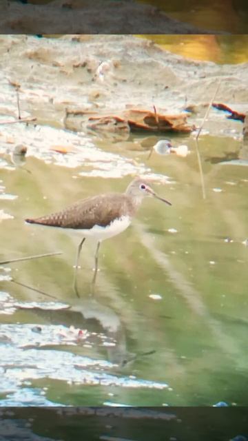 Common Sand Piper, Digiscoped, Huawei P20 + Svbony Spotting Scope смотреть онлайн