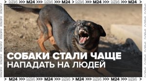 Количество нападений собак на людей возросло в пять раз за два года  - Москва 24