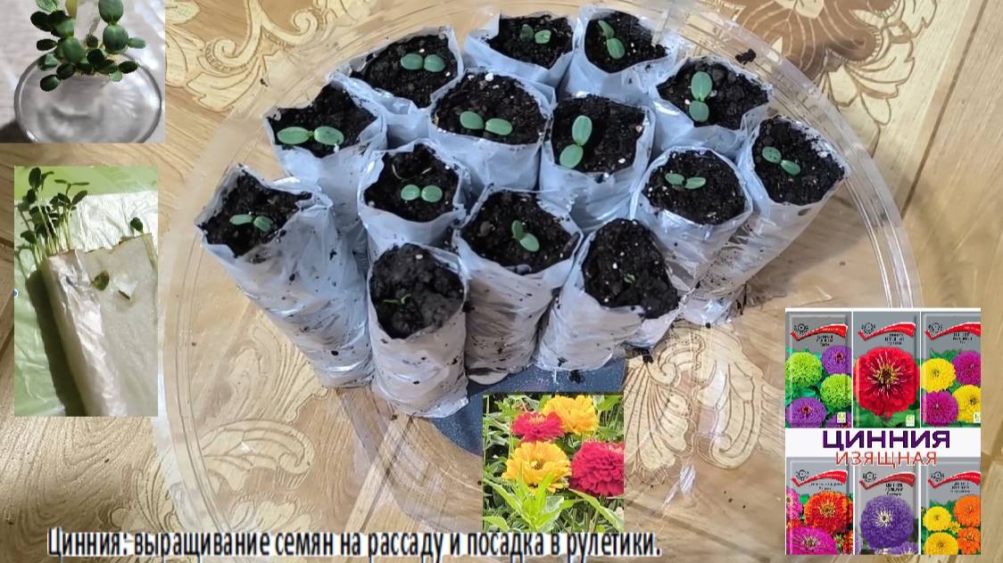 Цинния: выращивание семян на рассаду и посадка в рулетики. Удобная и экономная методика пересадки. смотреть онлайн
