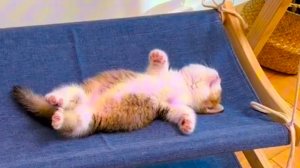 Смешные коты Подборка #2 / Забавные видео про домашних животных/ Смотреть приколы про котиков 2025