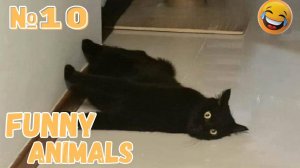 😂 УГАРНЫЕ ПРИКОЛЫ С ЖИВОТНЫМИ! 🤫Ты точно не выдержишь! 🐶🐱 | ТОП приколов с животными 2025!