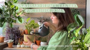 Мои растения | пересаживаю, расставляю растения | подарки на День рождения