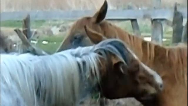 ГРУМИНГ ЛОШАДЕЙ / Ускорение линьки с помощью деревьев.