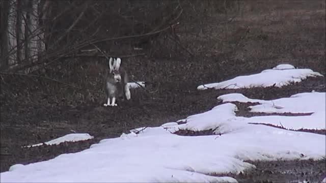 Первый самостоятельный гон. РУССКАЯ ГОНЧАЯ Майя и Аргон 10 мес. вл. Шатров В.А.#собака#топ #hunting смотреть онлайн