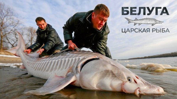 Белуга: самая дорогая и большая рыба России | Рыбовое
