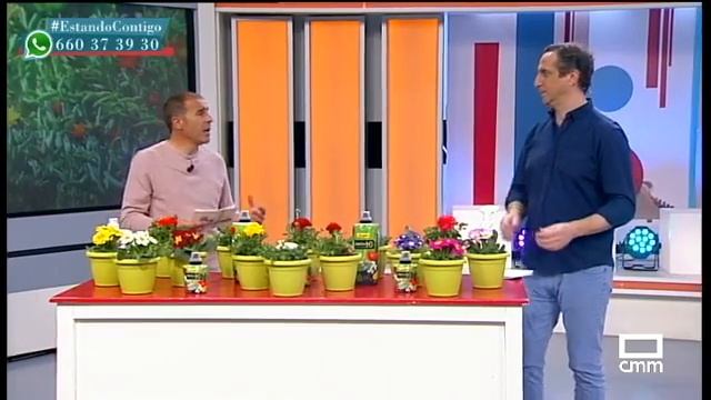 Las últimas flores de invierno: prímulas y ranúnculos - Estando Contigo смотреть онлайн