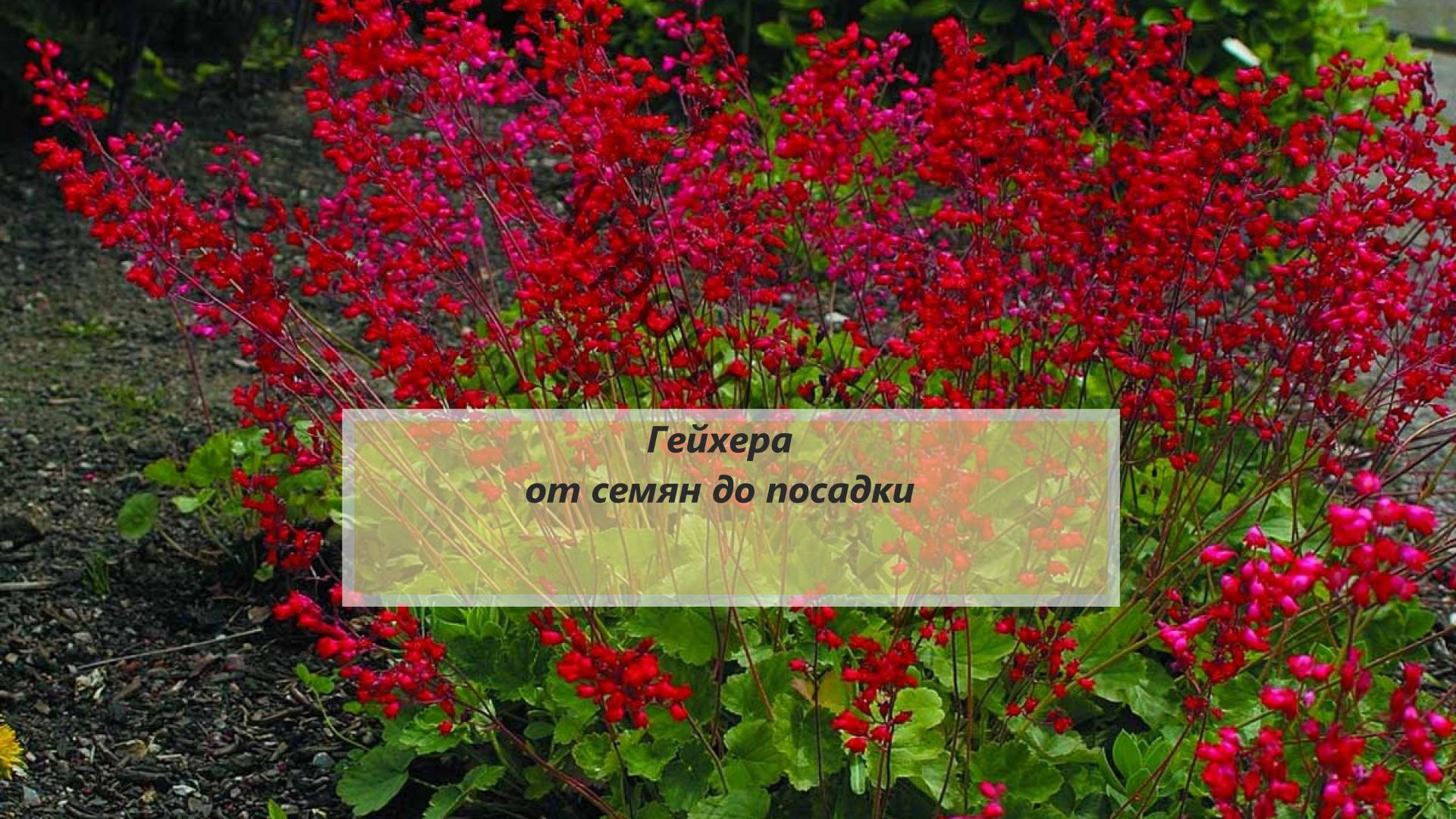 Гейхера "Огни Москвы", многолетний кустик с резными листочками. От семян до высадки в землю #54