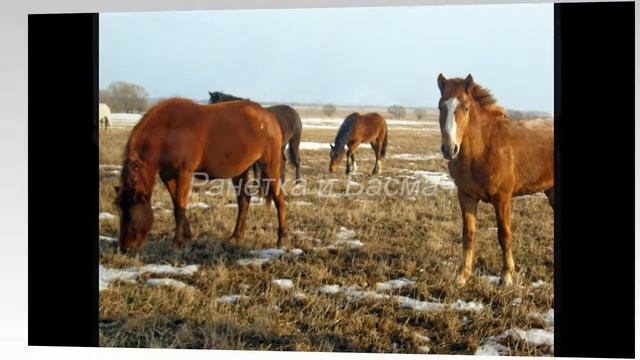 Мой родной табун лошадей: ВЕСНА