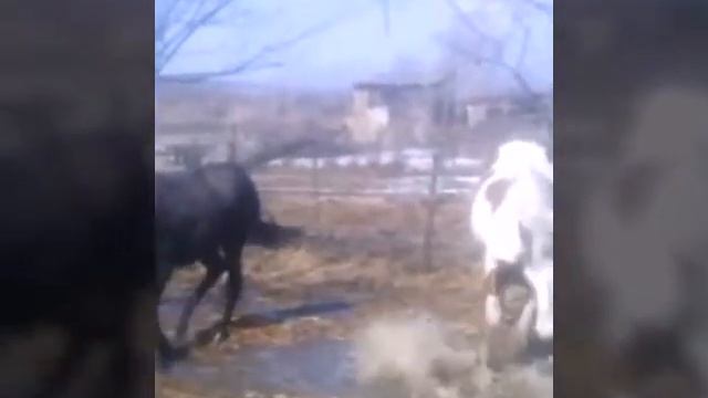 Сумасшедшие лошади)