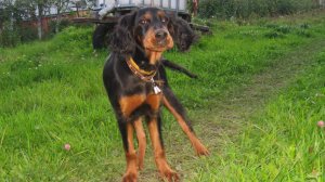 История шотландского сеттера Ларса. 11-12. 2011