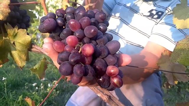 Садівник-виноградар Василь Чугай. Володимирець смотреть онлайн