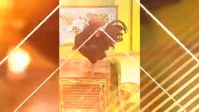 Видос смотреть онлайн