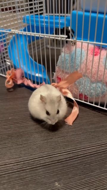 #rabbit #friends #джунгарик #смешныеживотные #хома #хомяк #hamster смотреть онлайн