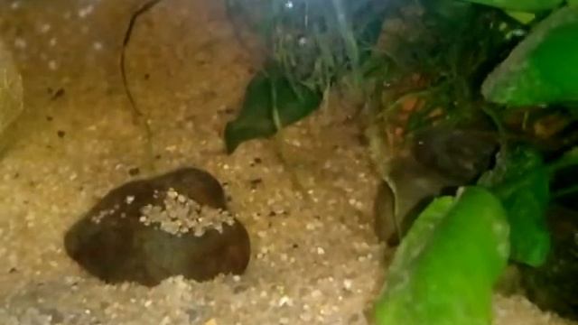 Нанохромис парилус с малышами смотреть онлайн