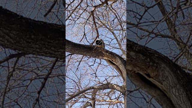Ворона и кусочек хлеба смотреть онлайн