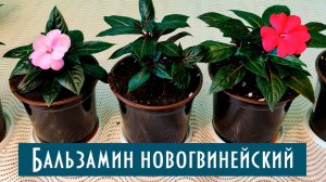 Особенности выращивания Бальзамина Новогвинейского! Пересадка