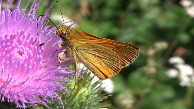 Une sylvaine (Ochlodes sylvanus) смотреть онлайн