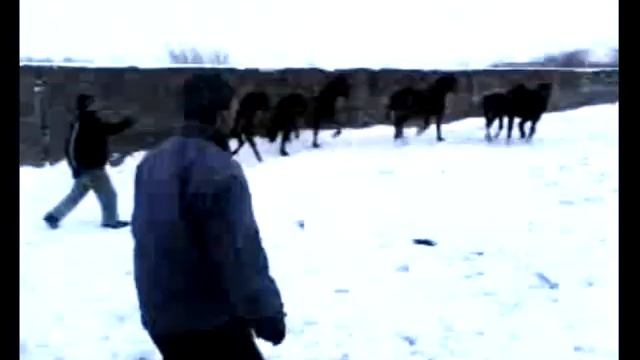 Отлов диких жеребят в деревне