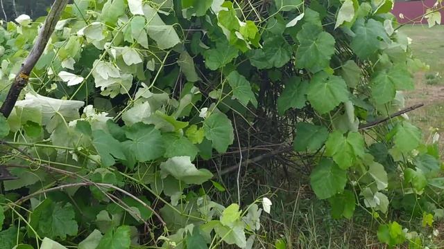 Заброшенный виноград ничем не болеет. смотреть онлайн