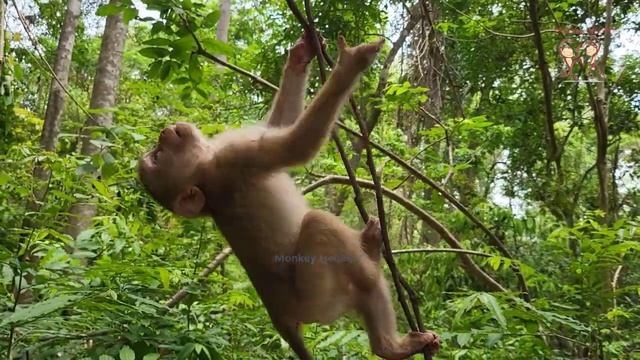 Today's the best video 🐒 (Action adorable Leo, Brady & Royston plays together eat mango yummy ) 🦦🌷 смотреть онлайн