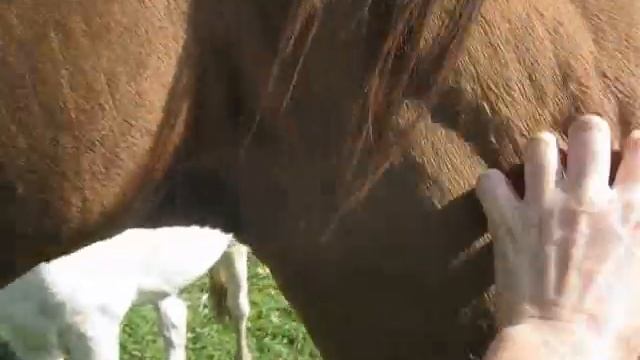 Табун в октябре ( мир, дружба, жвачка)