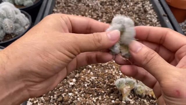 วิธีขยายพันธุ์ mammillaria albicoma cristata (แมมขนแกะ) I 1 ตุลาคม ค.ศ. 2022 смотреть онлайн