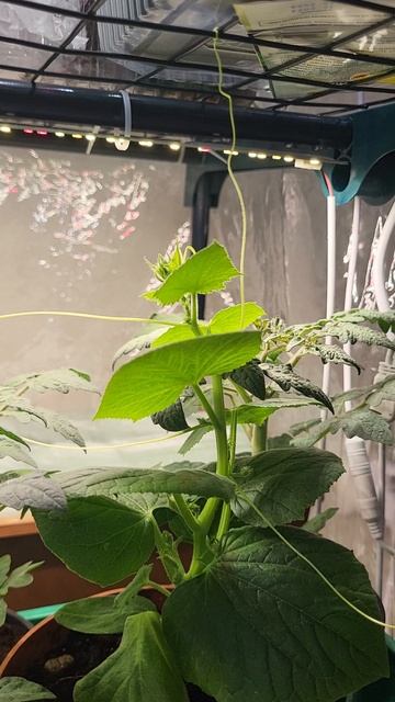 Домашний огурец! скоро будет урожай! смотреть онлайн