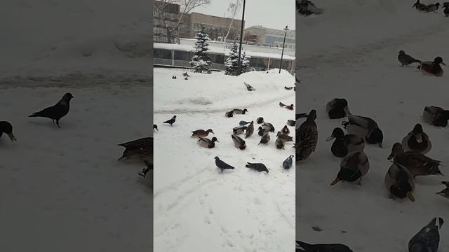 утиный базар в центре города смотреть онлайн