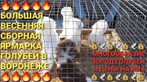 🔥💰🔥Большая весенняя сборная ярмарка голубей в г.Воронеж. Многообразие пород голубей и цены на них