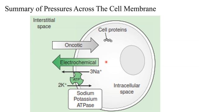 Physiology lectures: Body Fluid Compartment part 1.