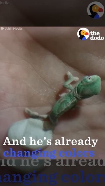 Baby Chameleon Hatches, Then Changes Color | The Dodo смотреть онлайн