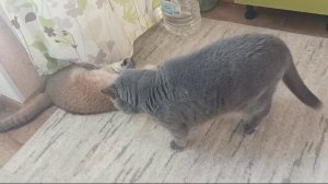 Кот Император знакомится с Принцессой!!!