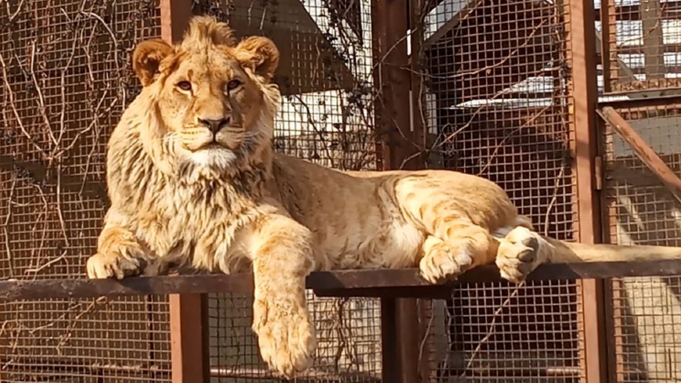 Художники, вы где? Картина маслом. ШЕРХАН - модель, СИМОЧКА - скалолазка и очень теплолюбивый ПОРШ. смотреть онлайн
