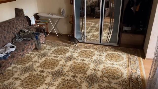 Баффи иса юги и яни смотреть онлайн