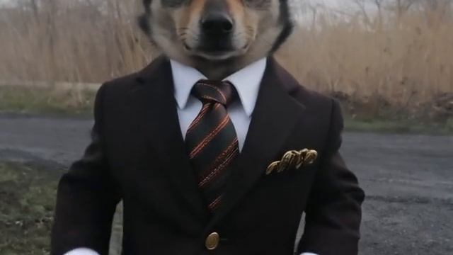 Pixverse собака